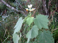 Sparrmannia africana