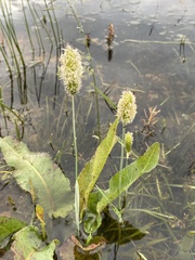 Alopecurus brachystachyus
