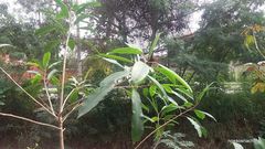 Sapium glandulosum