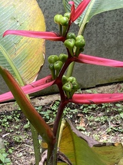 Heliconia aemygdiana