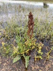 Rumex aquaticus