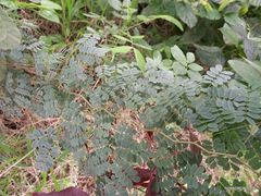 Libidibia ferrea leiostachya