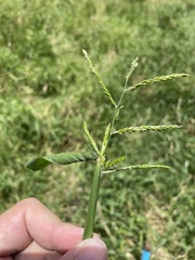 Urochloa mutica