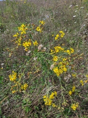 Jacobaea grandidentata