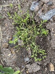 Stellaria crassifolia