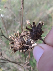 Centaurea orientalis