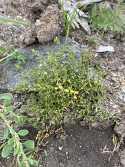 Stellaria crassifolia