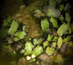 Targionia hypophylla