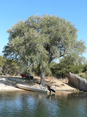 Diospyros mespiliformis