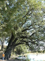 Diospyros mespiliformis