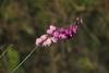 Common Purple Falsepea - Photo (c) Brian du Preez, some rights reserved (CC BY-SA), uploaded by Brian du Preez