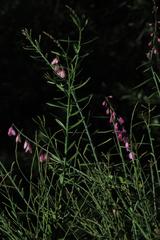 Polygala virgata virgata
