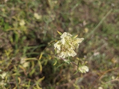 Scabiosa praemontana