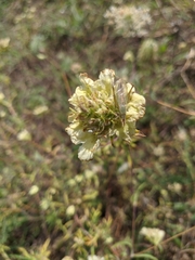 Oecanthus pellucens pellucens