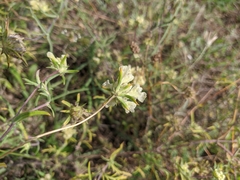Scabiosa praemontana