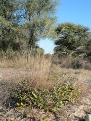 Stipagrostis ciliata