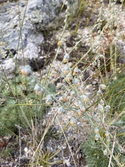 Artemisia cuspidata