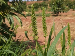 Setaria adhaerens
