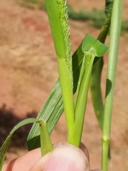 Setaria adhaerens
