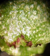 Targionia hypophylla