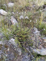 Pulsatilla tenuiloba
