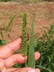 Setaria adhaerens