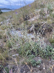 Artemisia cuspidata