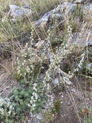 Artemisia cuspidata
