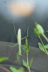 Tenodera sinensis