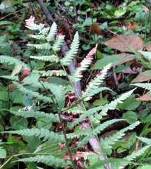 Dryopteris clintoniana