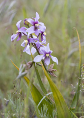 Cyanella orchidiformis