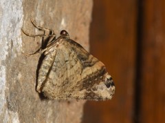 Epirrhoe galiata