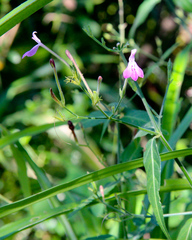 Rhinacanthus gracilis gracilis