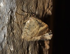 Epirrhoe galiata