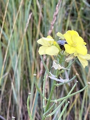 Erysimum flavum