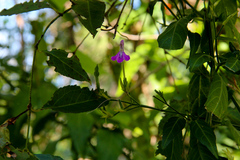 Rhinacanthus gracilis gracilis