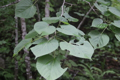 Tilia mandshurica