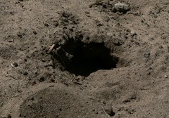 Gerbilliscus leucogaster