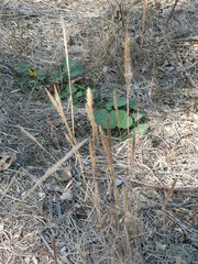 Aristida junciformis