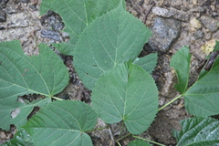 Tilia mandshurica