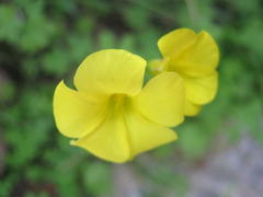 Oxalis pes-caprae pes-caprae