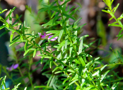 Polygala gazensis