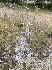 Artemisia messerschmidtiana