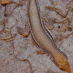 Meroles ctenodactylus