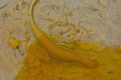 Meroles ctenodactylus