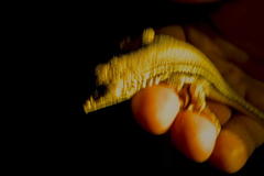 Meroles ctenodactylus