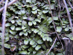 Targionia hypophylla