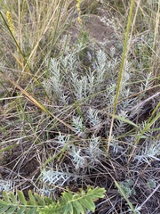 Cymbaria daurica
