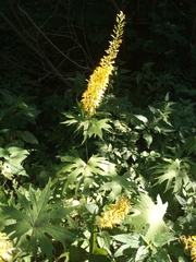 Ligularia przewalskii
