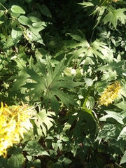 Ligularia przewalskii